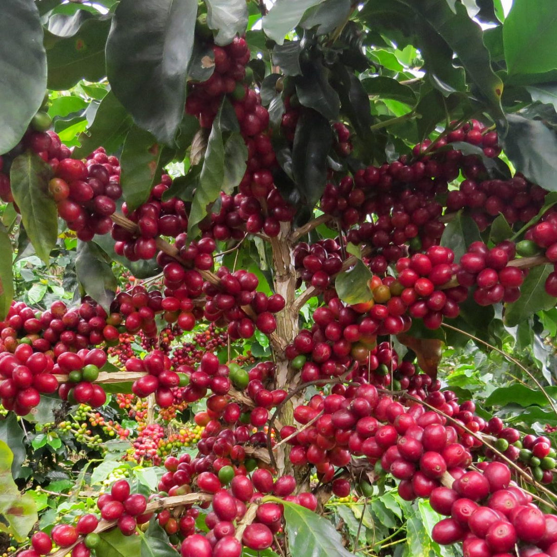 ¿Por qué el café 100% Arábica de Loja es uno de los mejores del mundo?